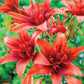 Red Twin Asiatic Lily Blooms Species Growing Bonsai Bulbs Roots Rhizomes Corms Tubers Potted Planting Reblooming Fragrant Garden Flower Seeds Plant