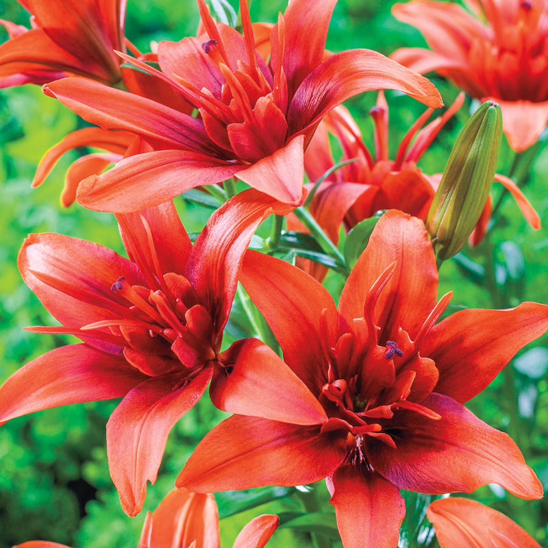 Red Twin Asiatic Lily Blooms Species Growing Bonsai Bulbs Roots Rhizomes Corms Tubers Potted Planting Reblooming Fragrant Garden Flower Seeds Plant