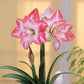 Blossom Peacock Amaryllis Hippeastrum Blooms Species Growing Bonsai Bulbs Roots Rhizomes Corms Tubers Potted Planting Reblooming Fragrant Garden Flower Seeds Plant  Size 12-16cm