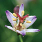 Taiwan Adbane Toad Lily Blooms Species Growing Bonsai Bulbs Roots Rhizomes Corms Tubers Potted Planting Reblooming Fragrant Garden Flower Seeds Plant
