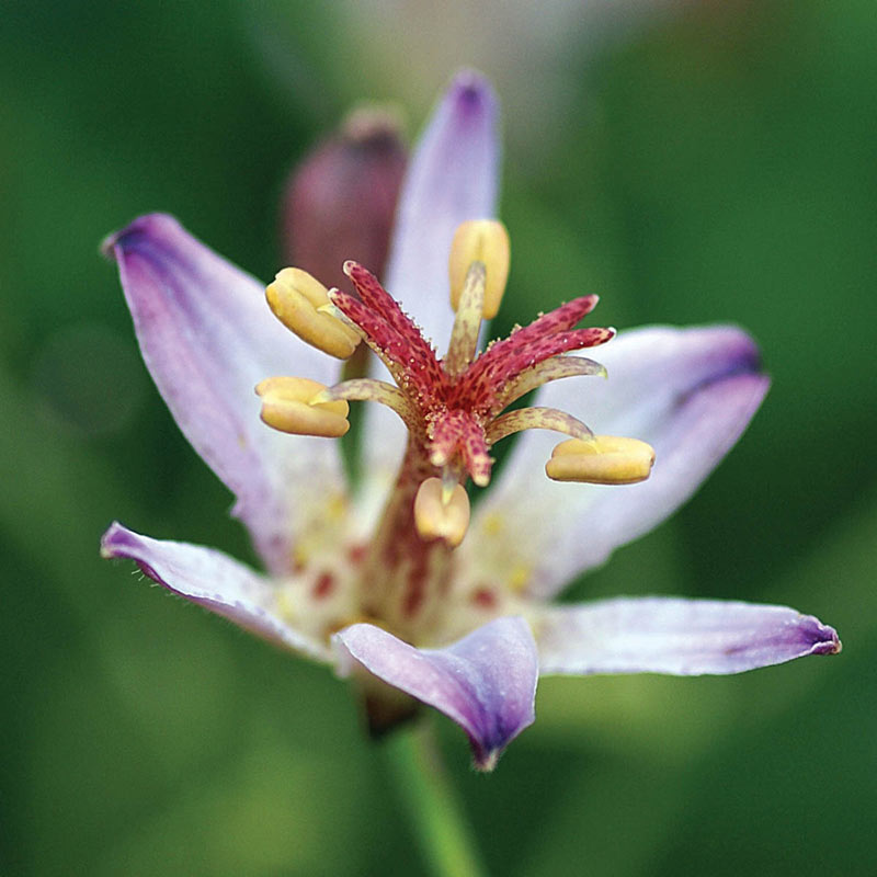 Taiwan Adbane Toad Lily Blooms Species Growing Bonsai Bulbs Roots Rhizomes Corms Tubers Potted Planting Reblooming Fragrant Garden Flower Seeds Plant