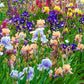 Bearded Iris Landscape Mix Bolster Your Display Dutch Iris Flower Roots Bulbs Garden Fragrant Flower Seeds Plants Multiply Rapidly Gorgeous Reblooming Home Balcony Bonsai