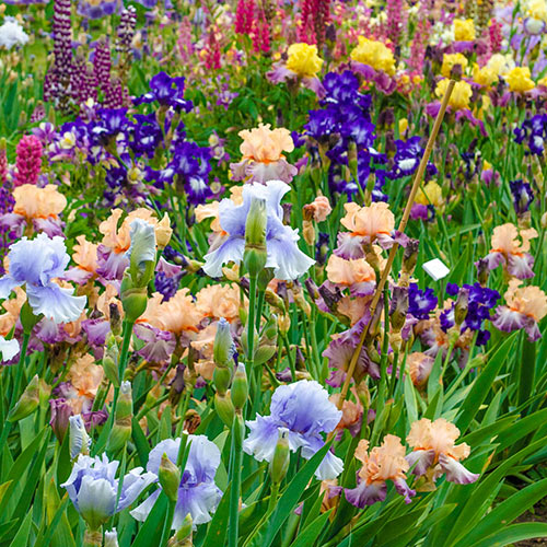 Bearded Iris Landscape Mix Bolster Your Display Dutch Iris Flower Roots Bulbs Garden Fragrant Flower Seeds Plants Multiply Rapidly Gorgeous Reblooming Home Balcony Bonsai