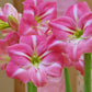 Summertime Watermelon Pink Amaryllis Hippeastrum Blooms Species Growing Bonsai Bulbs Roots Rhizomes Corms Tubers Potted Planting Reblooming Fragrant Garden Flower Seeds Plant  Size 12-16cm