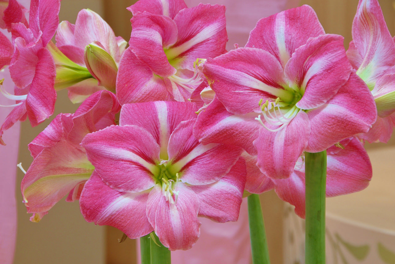 Summertime Watermelon Pink Amaryllis Hippeastrum Blooms Species Growing Bonsai Bulbs Roots Rhizomes Corms Tubers Potted Planting Reblooming Fragrant Garden Flower Seeds Plant  Size 12-16cm