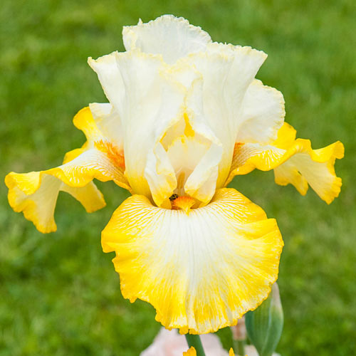 Zesting Lemons Bearded Iris Refreshing Lemon Yellow Falls Add Zest Growing Bonsai Seeds Flower Plant Bulbs Roots Rhizomes Corms Tubers Potted Planting Reblooming Fragrant Garden
