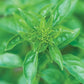 Basil, Summerlong