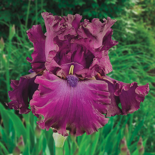 Berry Fulfilling Bearded Iris Species Growing Bonsai Bulbs Roots Rhizomes Corms Tubers Potted Planting Reblooming Fragrant Garden Flower Seeds Plant