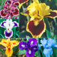 Seedsplant's® Dwarf Bearded Iris Collection Species Growing Bonsai Bulbs Roots Rhizomes Corms Tubers Potted Planting Reblooming Fragrant Garden Flower Seeds Plant