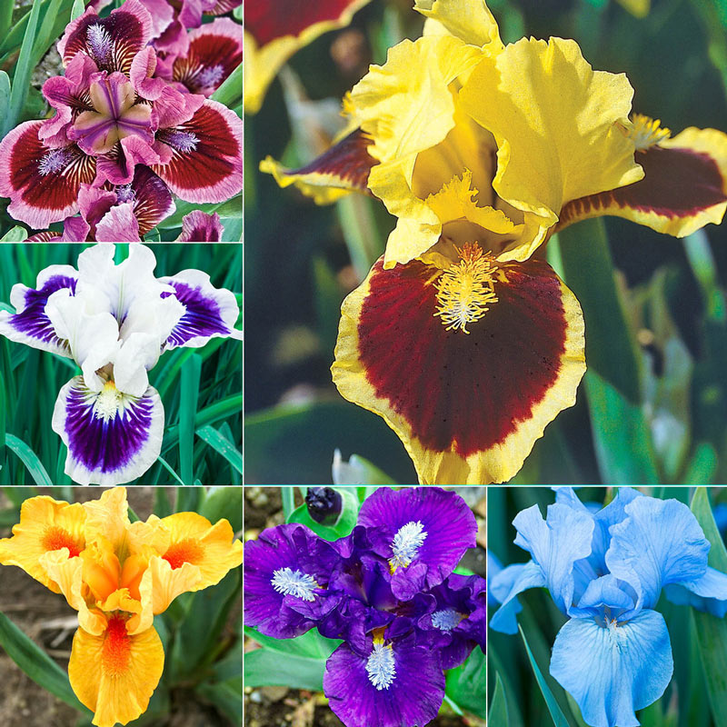 Seedsplant's® Dwarf Bearded Iris Collection Species Growing Bonsai Bulbs Roots Rhizomes Corms Tubers Potted Planting Reblooming Fragrant Garden Flower Seeds Plant
