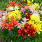 Pollen-Free Double Asiatic Lily Mixture Lily Blooms Species Growing Bonsai Bulbs Roots Rhizomes Corms Tubers Potted Planting Reblooming Fragrant Garden Flower Seeds Plant