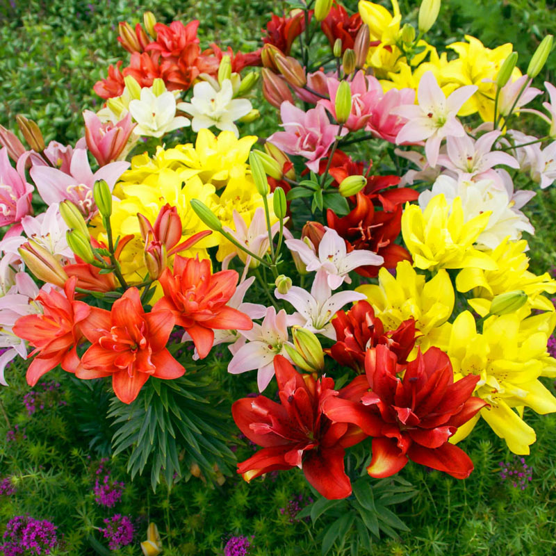 Pollen-Free Double Asiatic Lily Mixture Lily Blooms Species Growing Bonsai Bulbs Roots Rhizomes Corms Tubers Potted Planting Reblooming Fragrant Garden Flower Seeds Plant