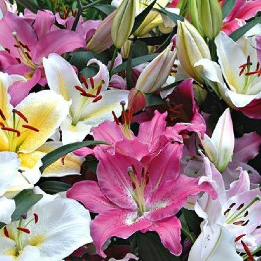 Asiatic Lily Bulbs Spring-Planted Dwarf Mix Lily Blooms Species Growing Bonsai Bulbs Roots Rhizomes Corms Tubers Potted Planting Reblooming Fragrant Garden Flower Seeds Plant