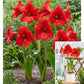 Red Tiger Amaryllis Hippeastrum Blooms Species Growing Bonsai Bulbs Roots Rhizomes Corms Tubers Potted Planting Reblooming Fragrant Garden Flower Seeds Plant  Size 12-16cm