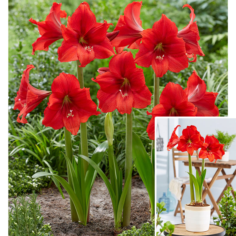 Red Tiger Amaryllis Hippeastrum Blooms Species Growing Bonsai Bulbs Roots Rhizomes Corms Tubers Potted Planting Reblooming Fragrant Garden Flower Seeds Plant  Size 12-16cm