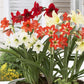 Sonatini Mixed Amaryllis Hippeastrum Blooms Species Growing Bonsai Bulbs Roots Rhizomes Corms Tubers Potted Planting Reblooming Fragrant Garden Flower Seeds Plant  Size 12-16cm