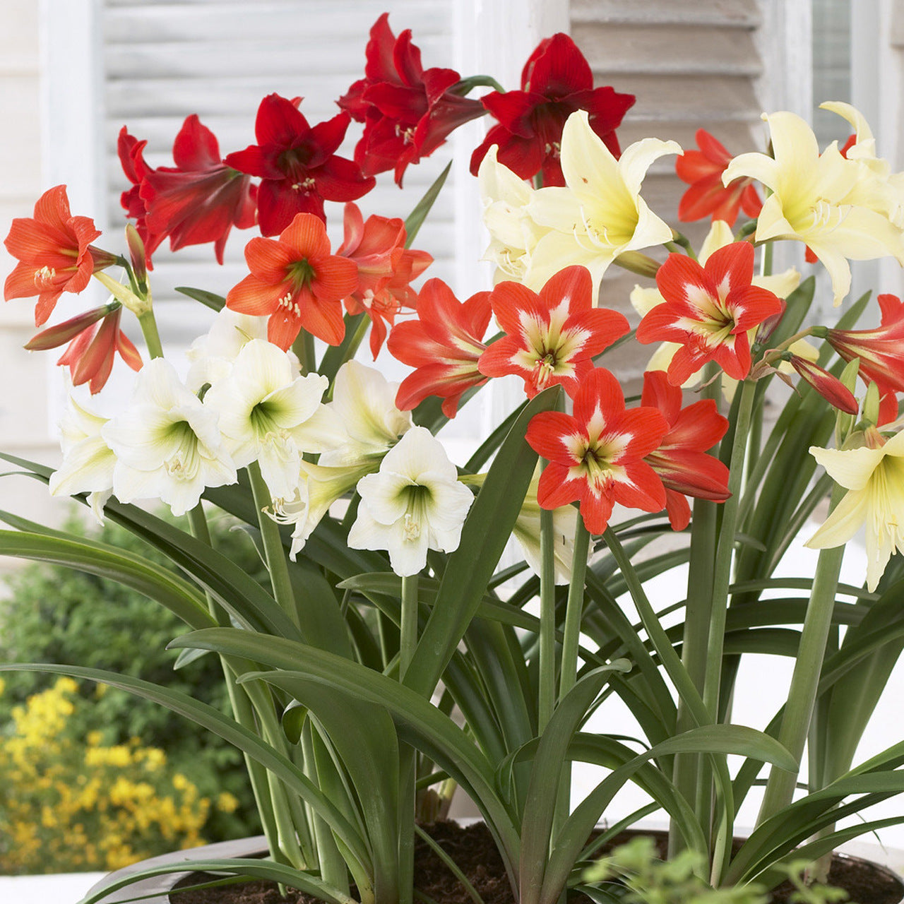 Sonatini Mixed Amaryllis Hippeastrum Blooms Species Growing Bonsai Bulbs Roots Rhizomes Corms Tubers Potted Planting Reblooming Fragrant Garden Flower Seeds Plant  Size 12-16cm