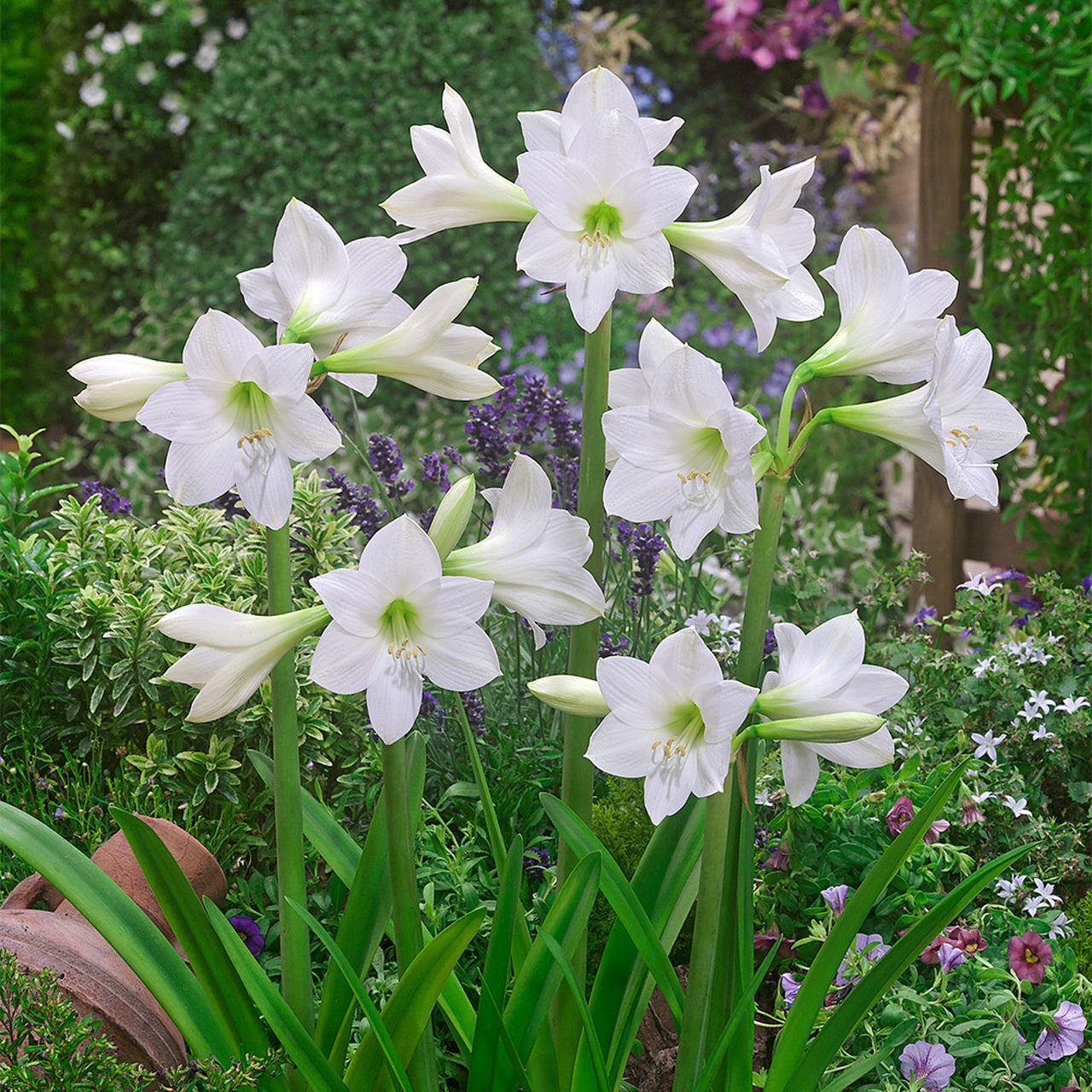 Sonatini White Rascal Amaryllis Hippeastrum Blooms Species Growing Bonsai Bulbs Roots Rhizomes Corms Tubers Potted Planting Reblooming Fragrant Garden Flower Seeds Plant  Size 12-16cm