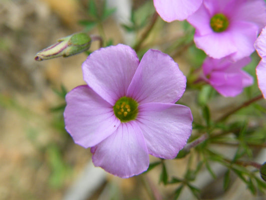 bifida Andrew Massyn Oxalis Bulbs Wood Sorrel Shamrock Perennial Growing Bonsai Roots Rhizomes Corms Tubers Potted Planting Reblooming Fragrant Garden Species Blooms Flower Seeds Plant Gardening