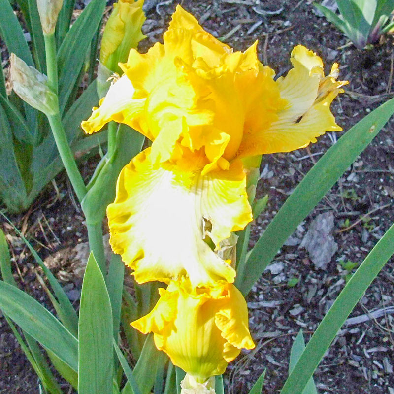 Summer Olympics Bearded Iris Reblooming Species Growing Bonsai Bulbs Roots Rhizomes Corms Tubers Potted Planting Fragrant Garden Flower Seeds Plant
