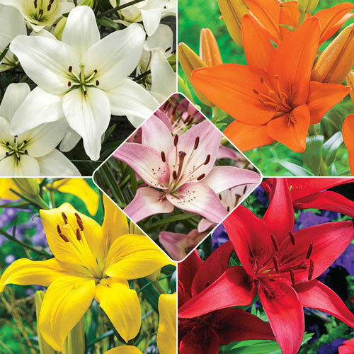 Asiatic Lily Collection Multiplies Lily Blooms Species Growing Bonsai Bulbs Roots Rhizomes Corms Tubers Potted Planting Reblooming Fragrant Garden Flower Seeds Plant
