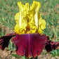 Blatant Reblooming Bearded Iris Blooms Keep Coming Stunning Outstanding Blooming Fragrant Bearded Flowers Bonsai Seeds