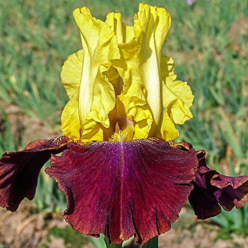 Blatant Reblooming Bearded Iris Blooms Keep Coming Stunning Outstanding Blooming Fragrant Bearded Flowers Bonsai Seeds