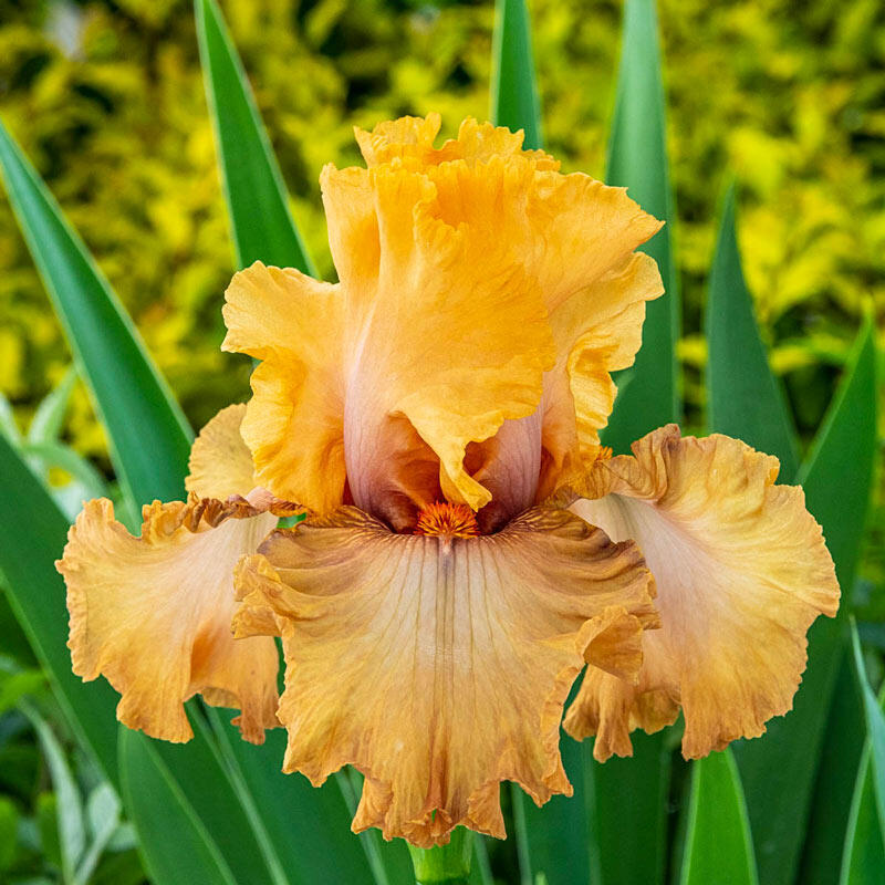 Rubenesque Bearded Iris Species Growing Bonsai Bulbs Roots Rhizomes Corms Tubers Potted Planting Reblooming Fragrant Garden Flower Seeds Plant