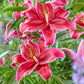 Corvara Lily Blooms Species Growing Bonsai Bulbs Roots Rhizomes Corms Tubers Potted Planting Reblooming Fragrant Garden Flower Seeds Plant