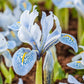 Sheila Ann Iris Creates a Carpet of Cool Color Stunning Bearded Iris Flower Bulbs Perennial Iris Gorgeous Blooms Courtyard Flower Decoration