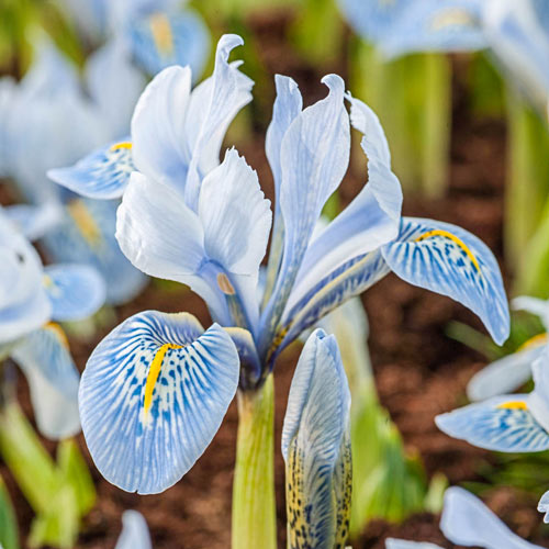 Sheila Ann Iris Creates a Carpet of Cool Color Stunning Bearded Iris Flower Bulbs Perennial Iris Gorgeous Blooms Courtyard Flower Decoration
