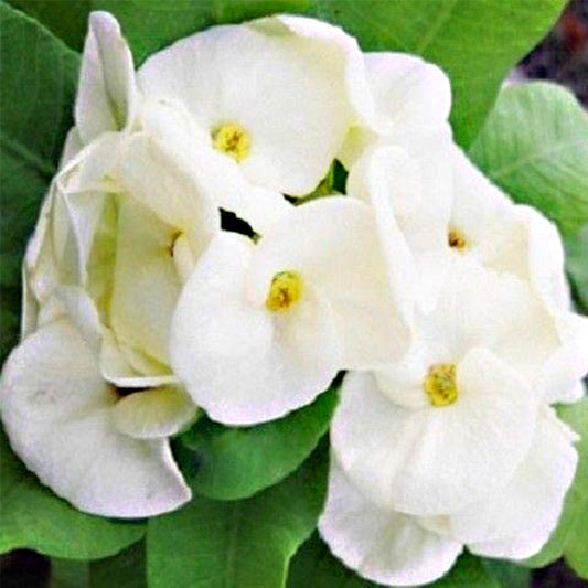 Euphorbia Milii Middle Flower Seeds
