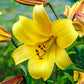 Yellow Planet Trumpet Lily Blooms Species Growing Bonsai Bulbs Roots Rhizomes Corms Tubers Potted Planting Reblooming Fragrant Garden Flower Seeds Plant