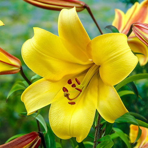 Yellow Planet Trumpet Lily Blooms Species Growing Bonsai Bulbs Roots Rhizomes Corms Tubers Potted Planting Reblooming Fragrant Garden Flower Seeds Plant