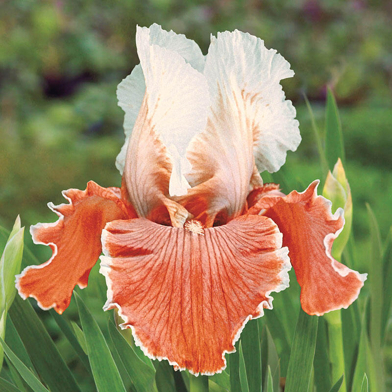 English Charm Tall Bearded Iris Species Growing Bonsai Bulbs Roots Rhizomes Corms Tubers Potted Planting Reblooming Fragrant Garden Flower Seeds Plant