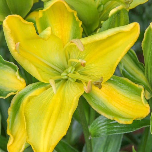 Yellow Parrot Lily Blooms Species Growing Bonsai Bulbs Roots Rhizomes Corms Tubers Potted Planting Reblooming Fragrant Garden Flower Seeds Plant