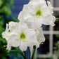 Striking White Snow Amaryllis Hippeastrum Blooms Species Growing Bonsai Bulbs Roots Rhizomes Corms Tubers Potted Planting Reblooming Fragrant Garden Flower Seeds Plant  Size 12-16cm