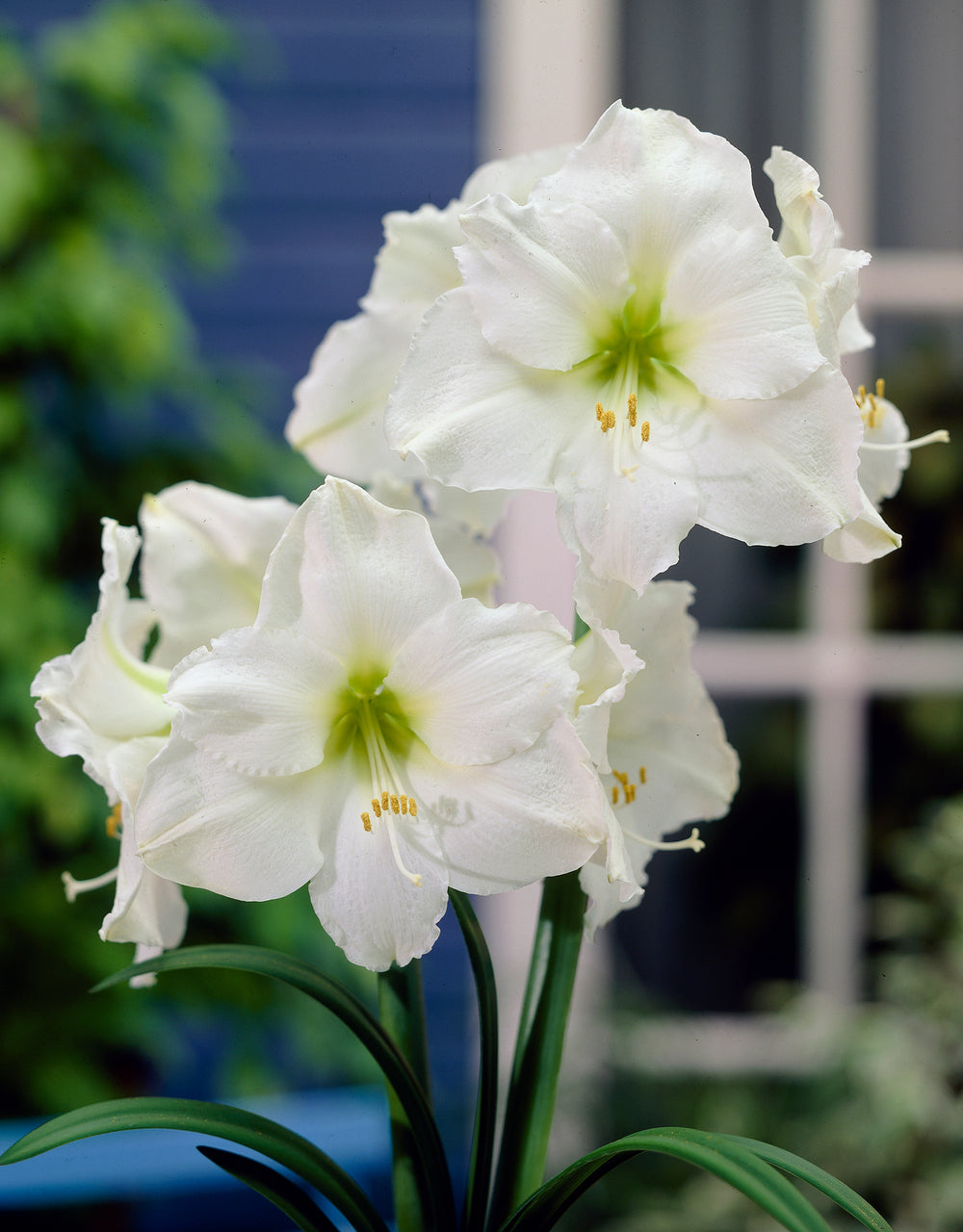 Striking White Snow Amaryllis Hippeastrum Blooms Species Growing Bonsai Bulbs Roots Rhizomes Corms Tubers Potted Planting Reblooming Fragrant Garden Flower Seeds Plant  Size 12-16cm