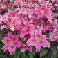 Sorbonne Lily Blooms Species Growing Bonsai Bulbs Roots Rhizomes Corms Tubers Potted Planting Reblooming Fragrant Garden Flower Seeds Plant