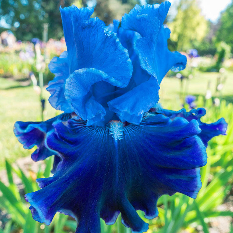 Cybergrape Bearded Iris Species Growing Bonsai Bulbs Roots Rhizomes Corms Tubers Potted Planting Reblooming Fragrant Garden Flower Seeds Plant