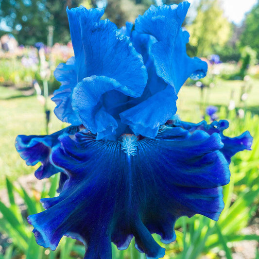 Cybergrape Bearded Iris Species Growing Bonsai Bulbs Roots Rhizomes Corms Tubers Potted Planting Reblooming Fragrant Garden Flower Seeds Plant