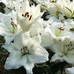 Silverside Oriental Hybrid Lily Blooms Species Growing Bonsai Bulbs Roots Rhizomes Corms Tubers Potted Planting Reblooming Fragrant Garden Flower Seeds Plant