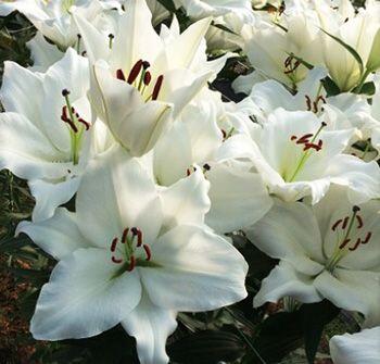 Silverside Oriental Hybrid Lily Blooms Species Growing Bonsai Bulbs Roots Rhizomes Corms Tubers Potted Planting Reblooming Fragrant Garden Flower Seeds Plant