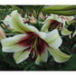 Zeba Species Oriental Hybrid Lily Blooms Species Growing Bonsai Bulbs Roots Rhizomes Corms Tubers Potted Planting Reblooming Fragrant Garden Flower Seeds Plant
