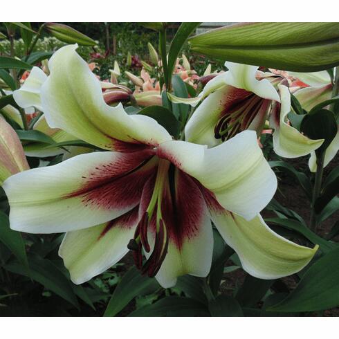 Zeba Species Oriental Hybrid Lily Blooms Species Growing Bonsai Bulbs Roots Rhizomes Corms Tubers Potted Planting Reblooming Fragrant Garden Flower Seeds Plant