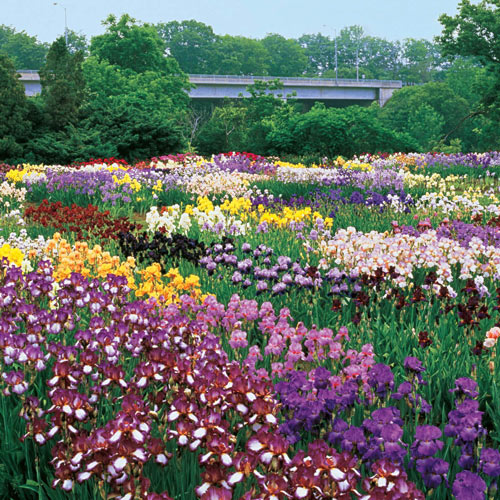 The Works Bearded Iris Butter Sugar Siberian Iris Large And Beautiful Iris species Growing Bonsai Seeds Flower Plant Bulbs Roots Rhizomes Corms Tubers Potted Planting Reblooming Fragrant Garden