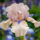 Concertina Reblooming Bearded Iris Species Growing Bonsai Bulbs Roots Rhizomes Corms Tubers Potted Planting Fragrant Garden Flower Seeds Plant
