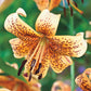 Tiger Babies Lily Blooms Species Growing Bonsai Bulbs Roots Rhizomes Corms Tubers Potted Planting Reblooming Fragrant Garden Flower Seeds Plant