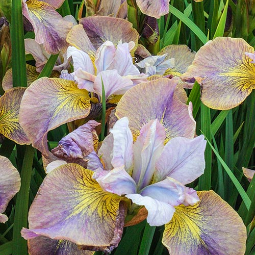 Unbuttoned Zippers Siberian Iris Stylish Flower Form Iris Species Growing Bonsai Bulbs Roots Rhizomes Corms Tubers Potted Planting Reblooming Fragrant Garden Flower Seeds Plant