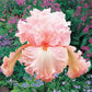 Augustine Reblooming Bearded Iris Species Growing Bonsai Bulbs Roots Rhizomes Corms Tubers Potted Planting Reblooming Fragrant Garden Flower Seeds Plant